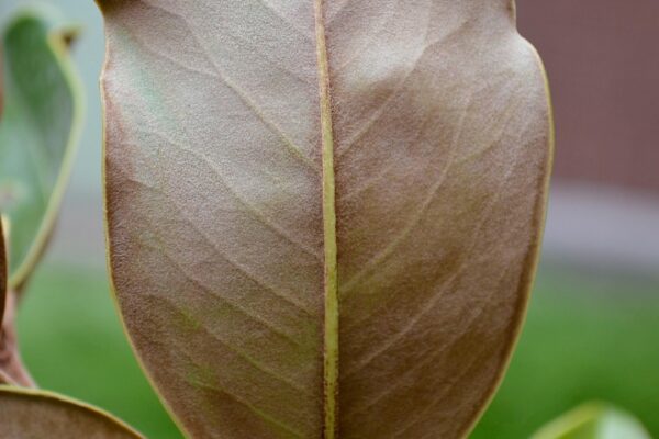 Magnolia gradiflora ′Little Gem′ - Back of leaf