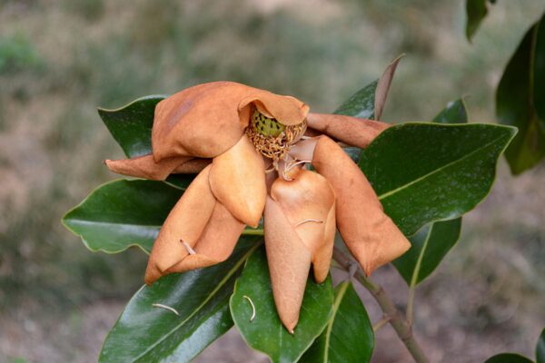 Magnolia gradiflora ′Little Gem′ - Old flower