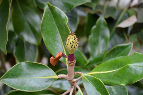 Magnolia gradiflora ′Little Gem′ - Unrippened fruit