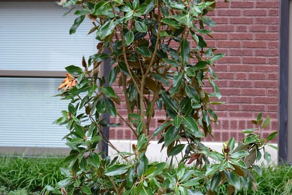 Magnolia gradiflora ′Little Gem′ - Overall habit