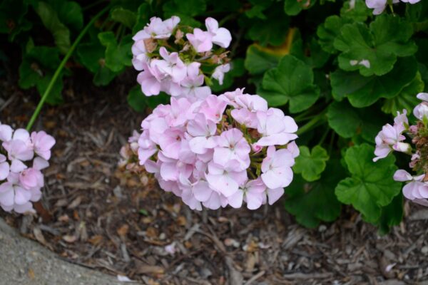 Pelargonium × hortorum ′Maverick Quicksilver′ - Flower