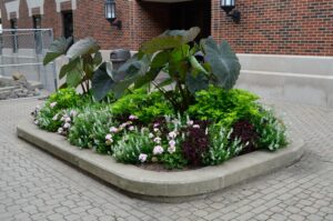 Pelargonium × hortorum ′Maverick Quicksilver′ - Northwest side of Materials and Electrical Engineering