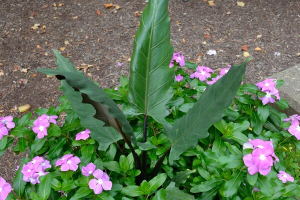 Alocasia lauterbaachiana ′Purple Sword′ - Leaf