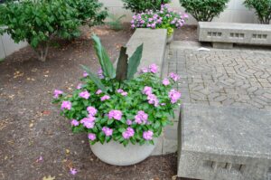 Alocasia lauterbaachiana ′Purple Sword′ - East side of Schleman Hall