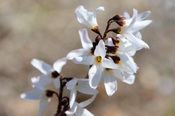 Abeliophyllum distichum - Flower