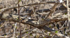 Abeliophyllum distichum - Bark