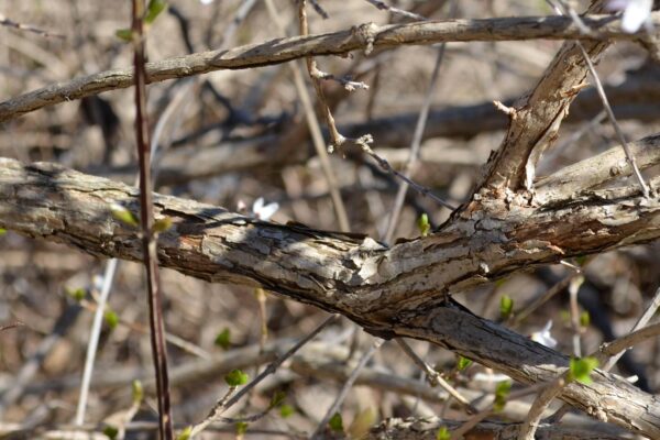 Abeliophyllum distichum - Bark