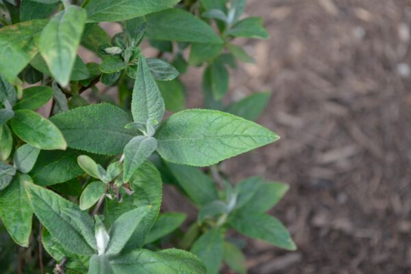 Buddleia davidii ′Miss Molly′ - Summer foliage