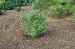 Buddleia davidii ′Miss Molly′ - Overall summer habit