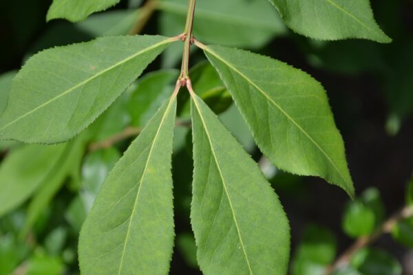 Euonymus alatus - Leaves