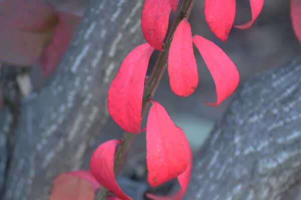 Euonymus alatus - Fall Leaves