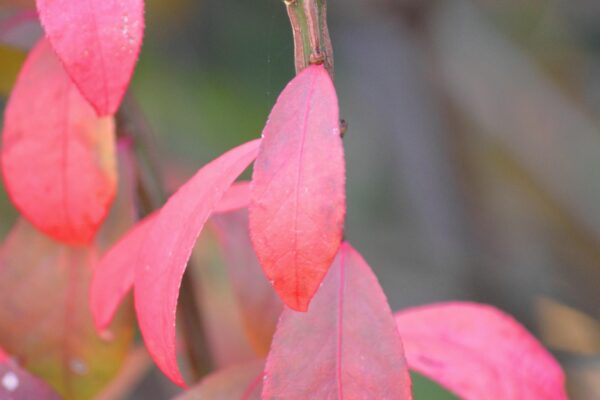 Euonymus alatus - Bud and Fall Leaves