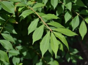 Euonymus alatus - Leaves
