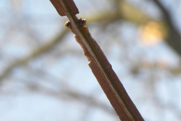 Euonymus alatus - Buds