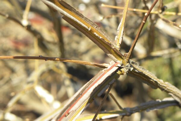 Euonymus alatus - Winged Branches