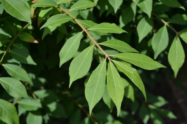 Euonymus alatus - Leaves