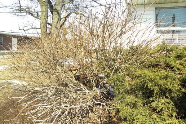 Euonymus alatus - Winter Habit