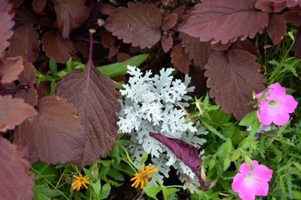 Senecio cineraria - Leaf