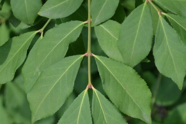 Euonymus alatus ′Compactus′ - Foliage