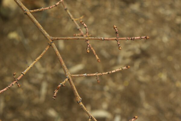 Euonymus alatus ′Compactus′ - Buds