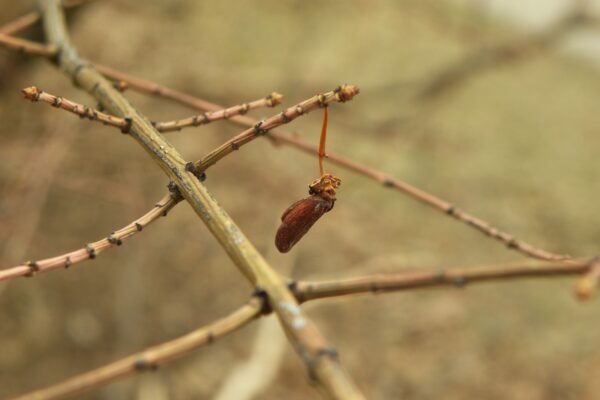 Euonymus alatus ′Compactus′ - Old Fruit