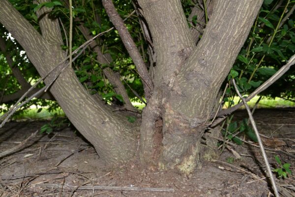 Euonymus alatus ′Compactus′ - Bark