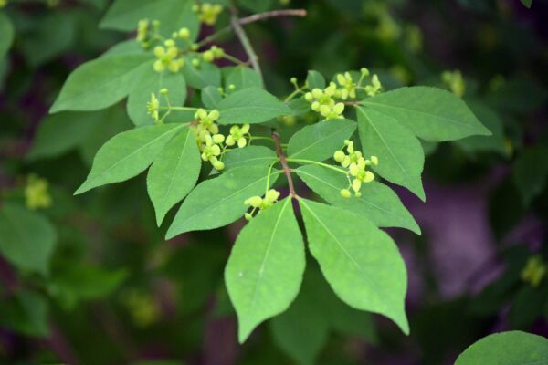 Euonymus alatus ′Compactus′ - Flowers