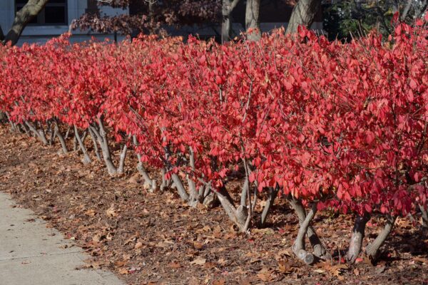 Euonymus alatus ′Compactus′ - Row of Shrubs in the Fall