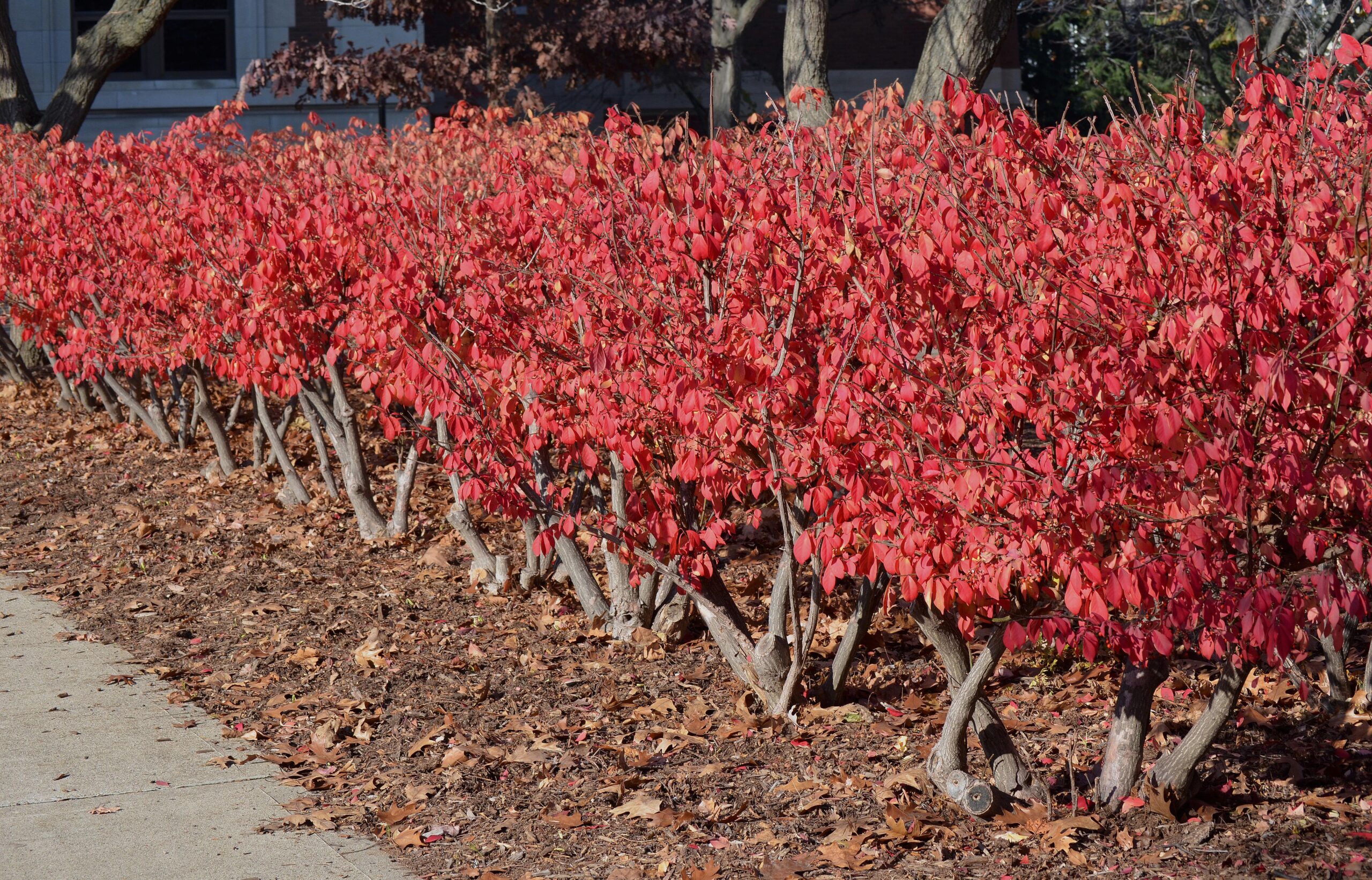 euonymus-alatus-compactus-purdue-arboretum-explorer