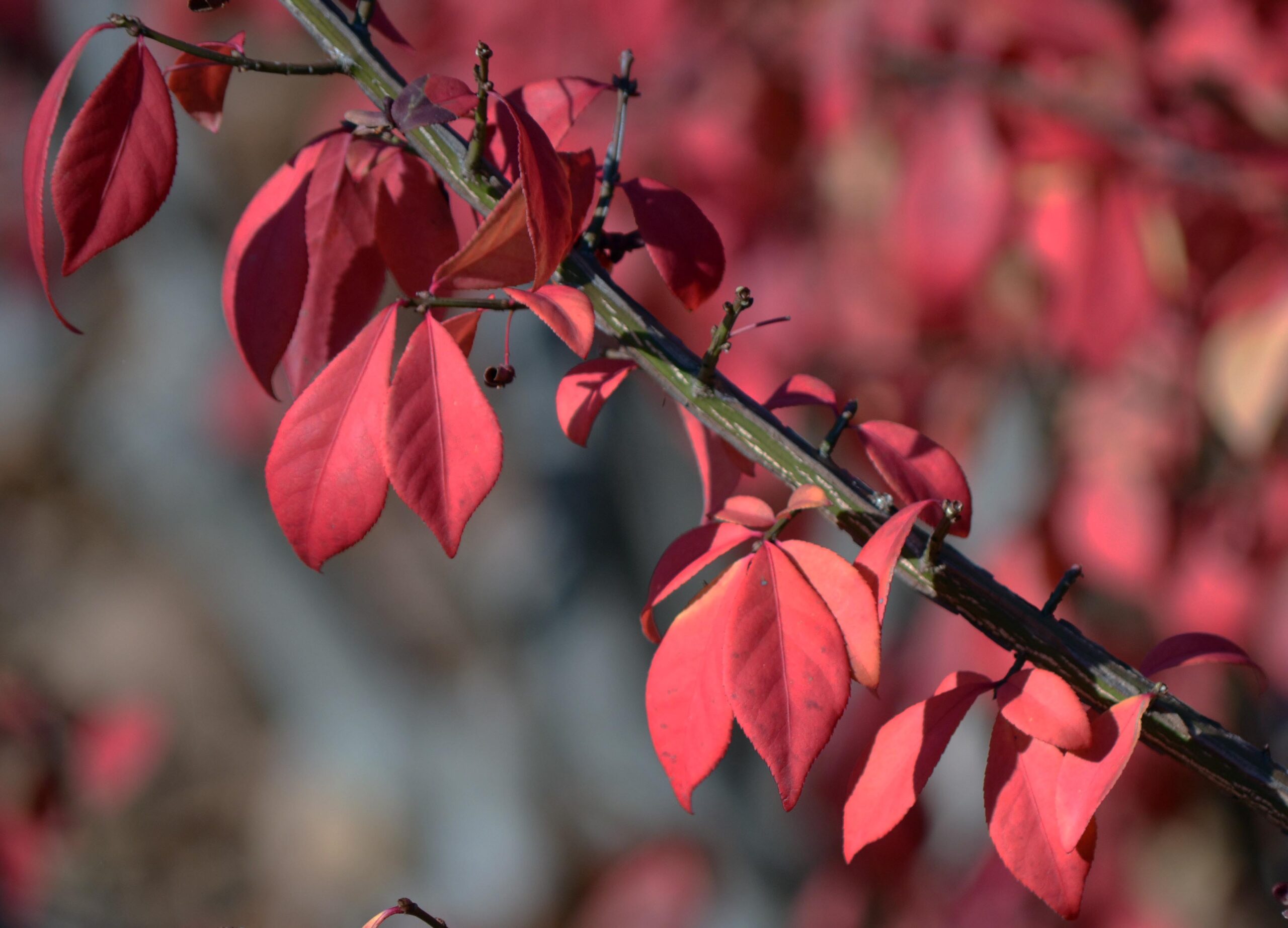 euonymus-alatus-compactus-purdue-arboretum-explorer