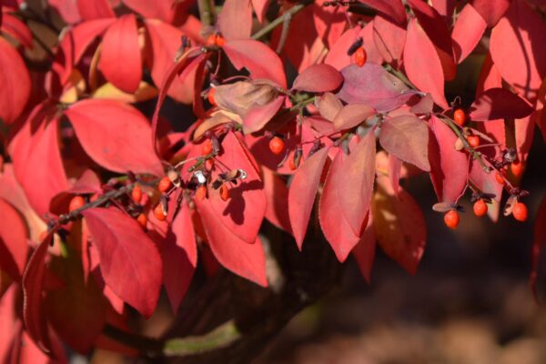 Euonymus alatus ′Compactus′ - Leaves and Fruit