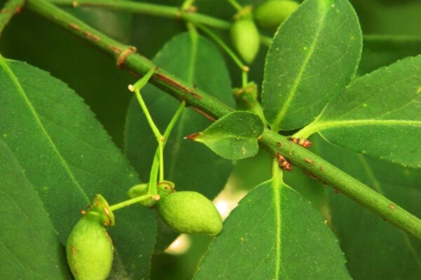 Euonymus alatus ′Compactus′ - Immature Fruits