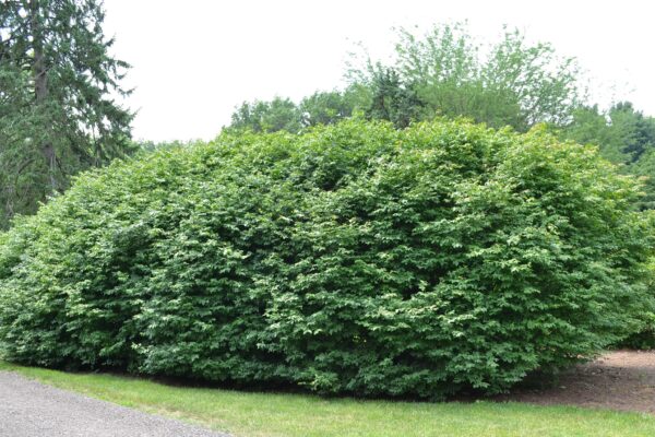 Euonymus alatus ′Compactus′ - Older Specimens in Horticulture Park