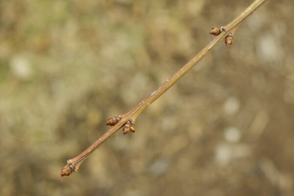 Euonymus alatus ′Compactus′ - Buds