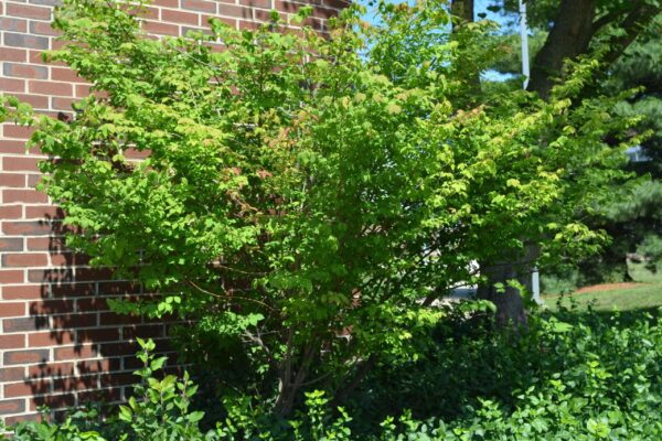 Euonymus alatus &prime;Compactus&prime; - Habit