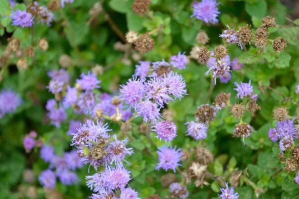 Ageratum houstonianum ′Patina Blue′ - Flower