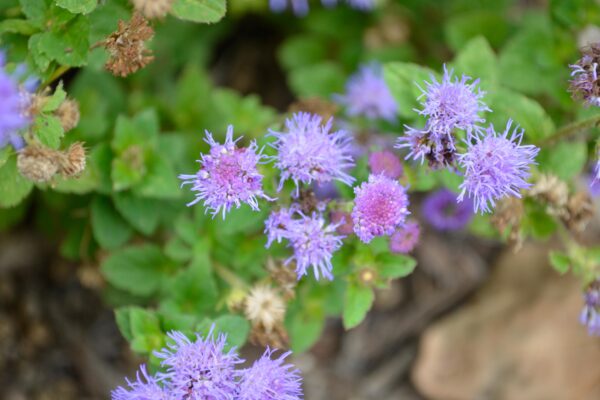 Ageratum houstonianum ′Patina Blue′ - Flower