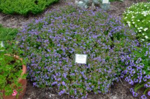 Ageratum houstonianum ′Patina Blue′ - Overall habit