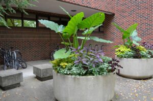 Strobilanthes dyerianus - Northeast side of Knoy Hall