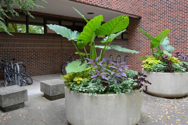 Strobilanthes dyerianus - Northeast side of Knoy Hall
