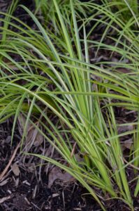 Acorus calamus ′Variegatus′ - Foliage