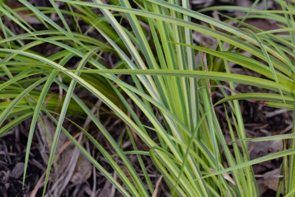 Acorus calamus ′Variegatus′ - Foliage