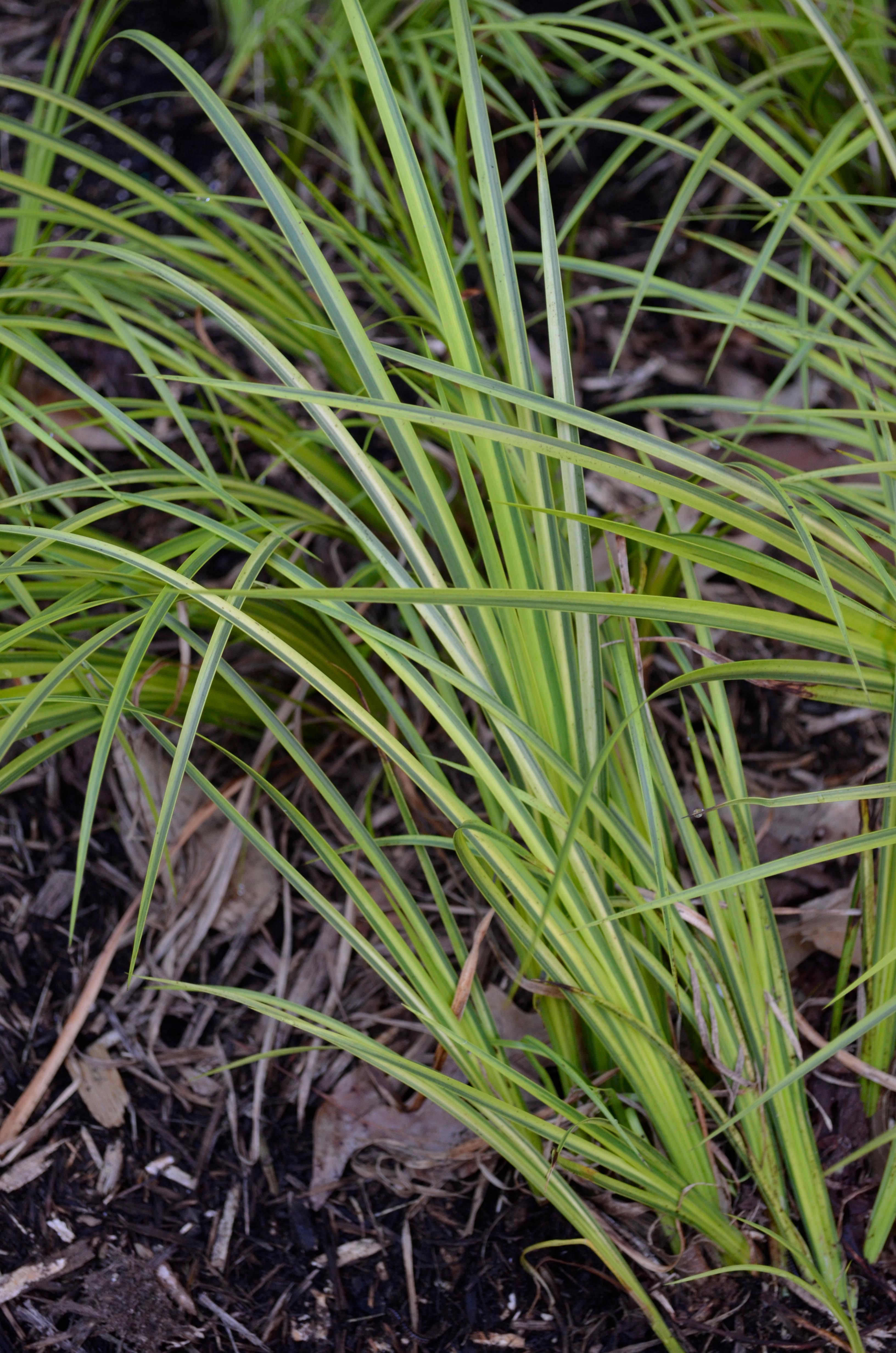 Acorus calamus ‘Variegatus’ Purdue Arboretum Explorer