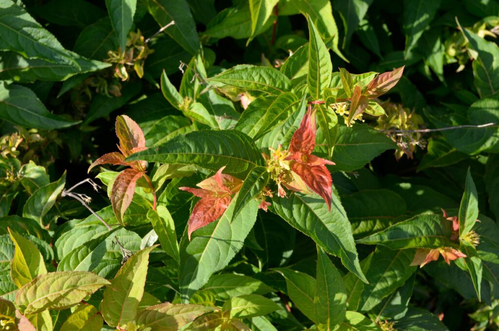 plant ZZ Plant | Low Light Plants & Houseplants Delivery main image 1