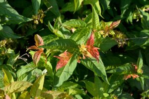 Diervilla lonicera ′Michigan Sunset′ - Flower