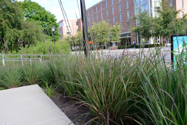 Andropogon gerardii ′Karl’s Cousin′ - Summer Interest