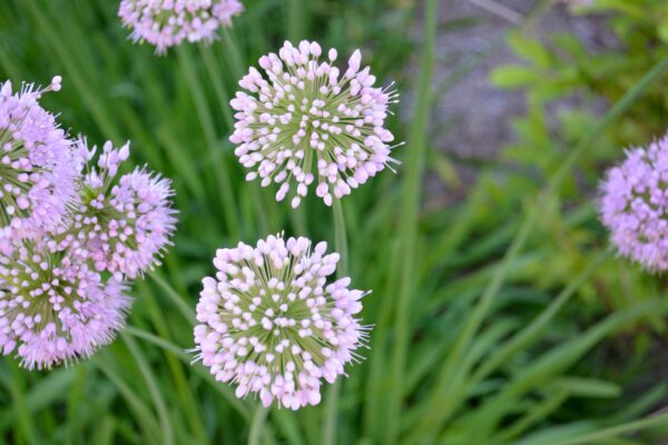 Allium senescens montamun - Flower