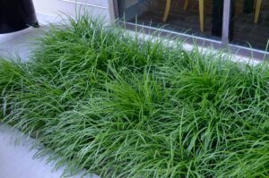 Liriope spicata - Summer Interest