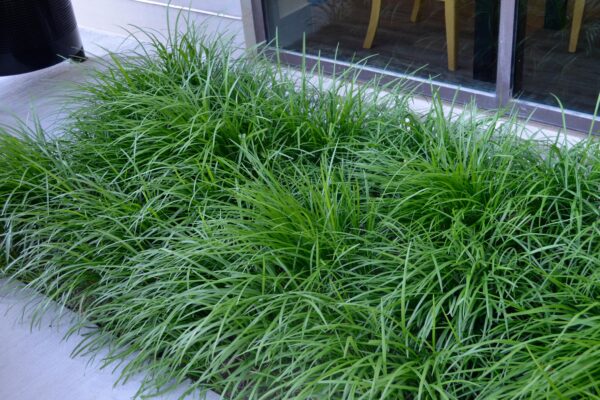 Liriope spicata - Summer Interest