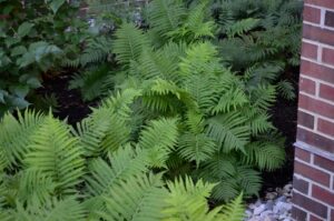 Matteuccia struthiopteris subsp. pensylvanica - Summer Interest